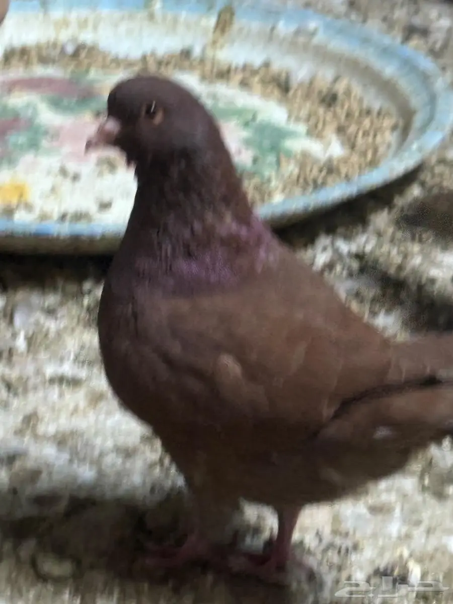 طبات كنق 0