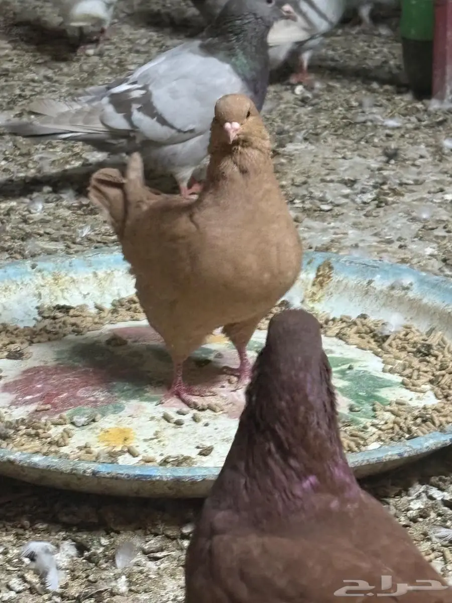 طبات كنق 1