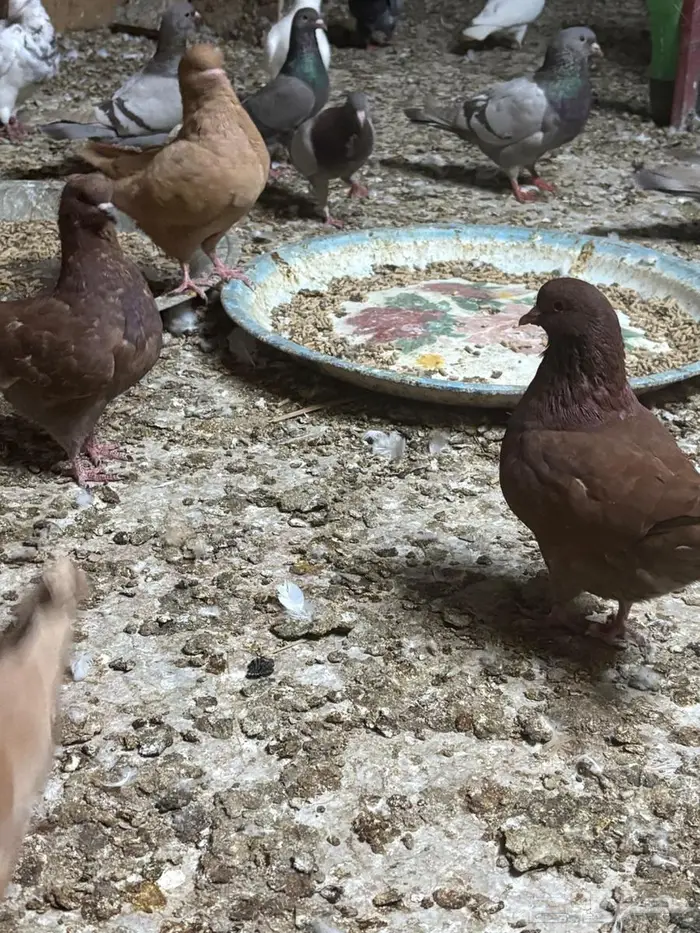 طبات كنق 2