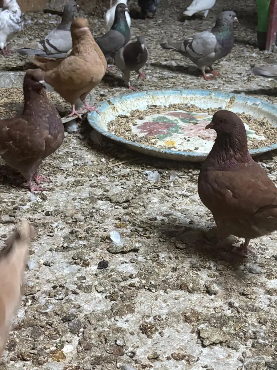 طبات كنق 2