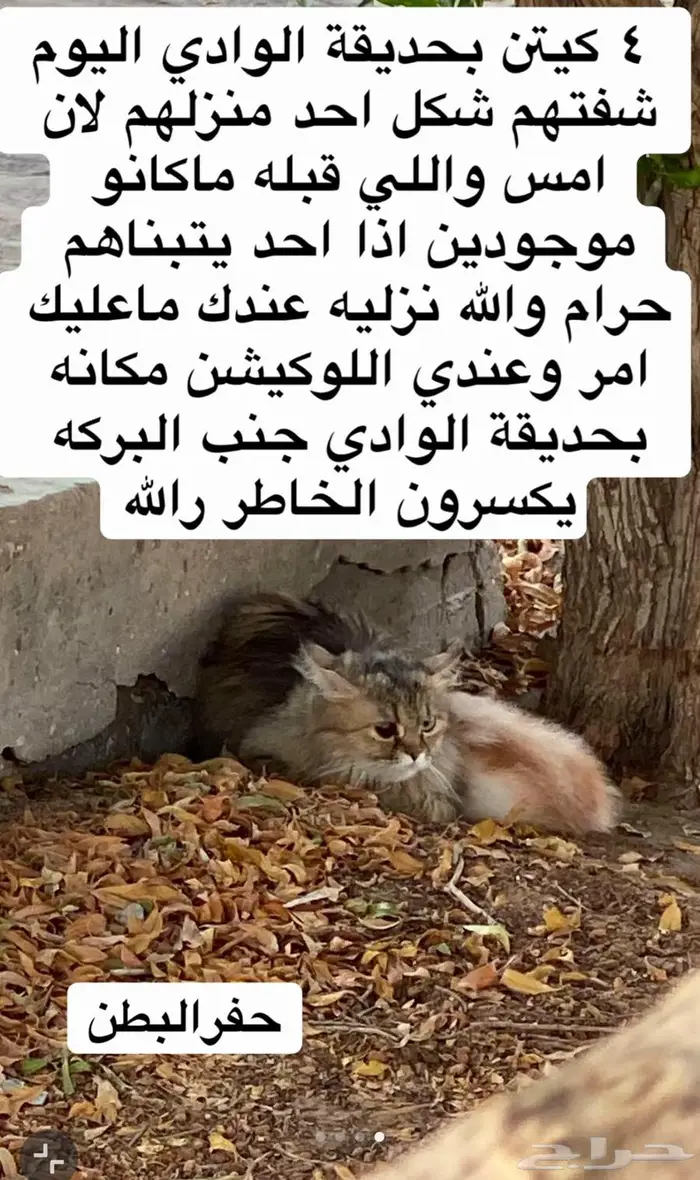 قطط للتبني بحديقه الوادي اللي يتبناهم اعطيه فلوس 1