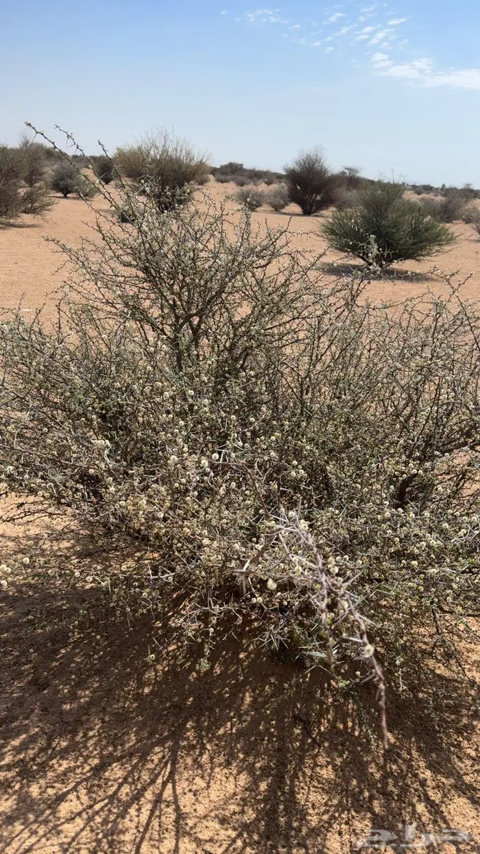 عسل سمره من مناحلنا 3