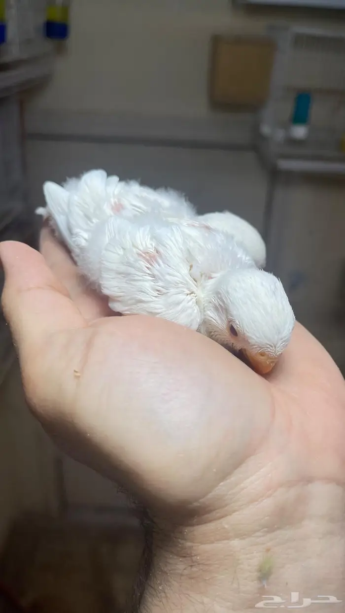 فروخ روز البينو( تم البيع خارج الموقع) 8