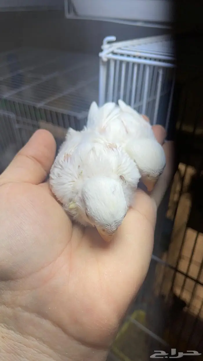 فروخ روز البينو( تم البيع خارج الموقع) 7