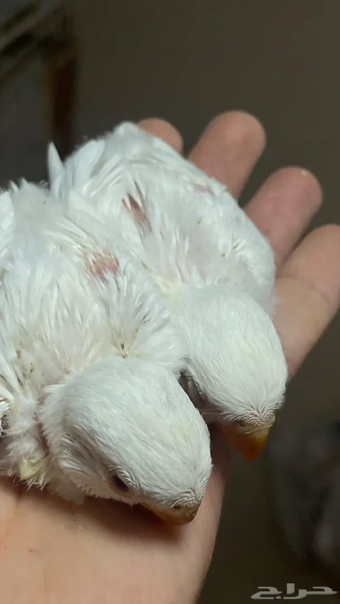 فروخ روز البينو( تم البيع خارج الموقع) 4