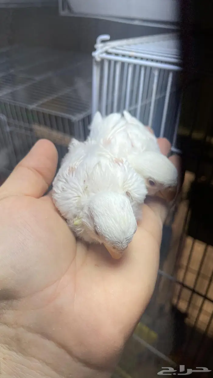 فروخ روز البينو( تم البيع خارج الموقع) 9