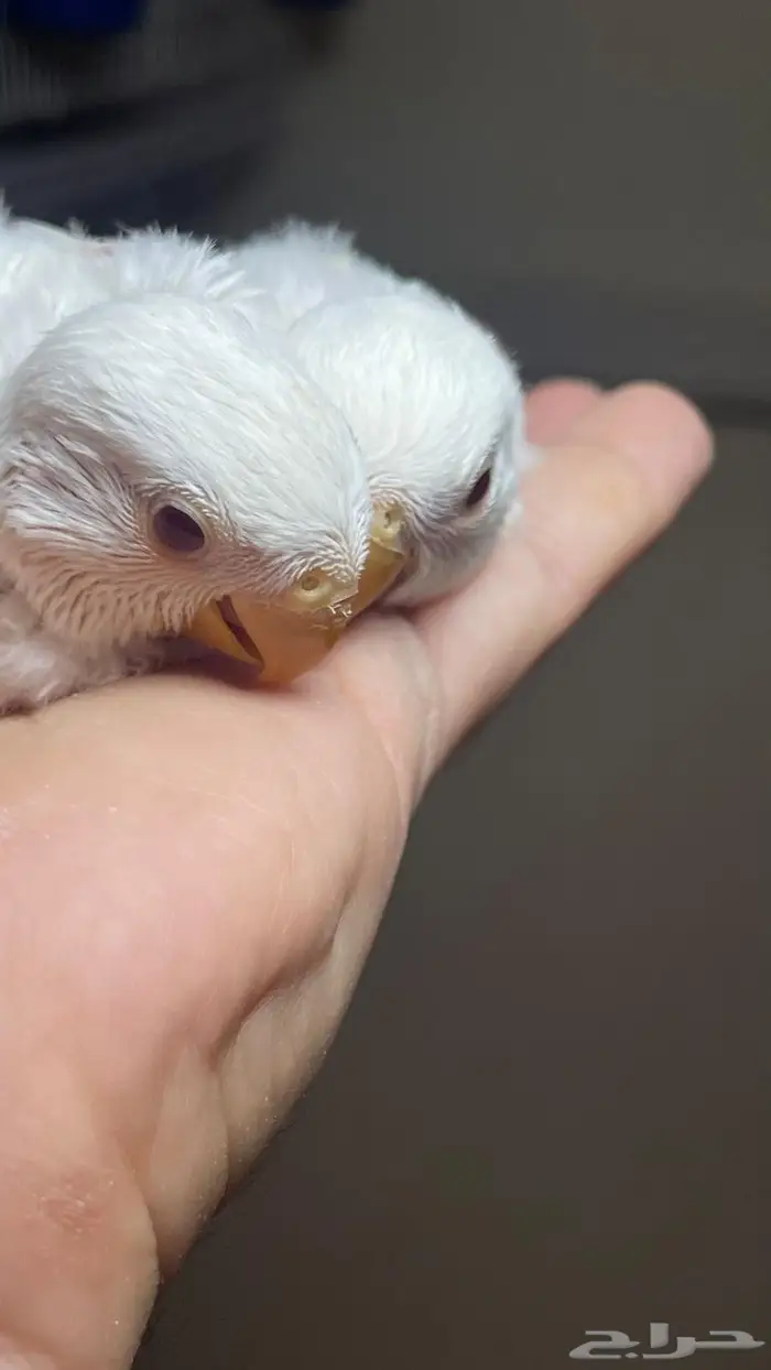 فروخ روز البينو( تم البيع خارج الموقع) 2