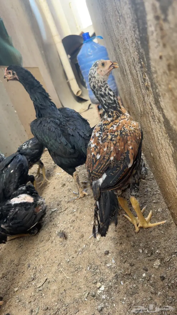 فروخ سنود صافيه 3