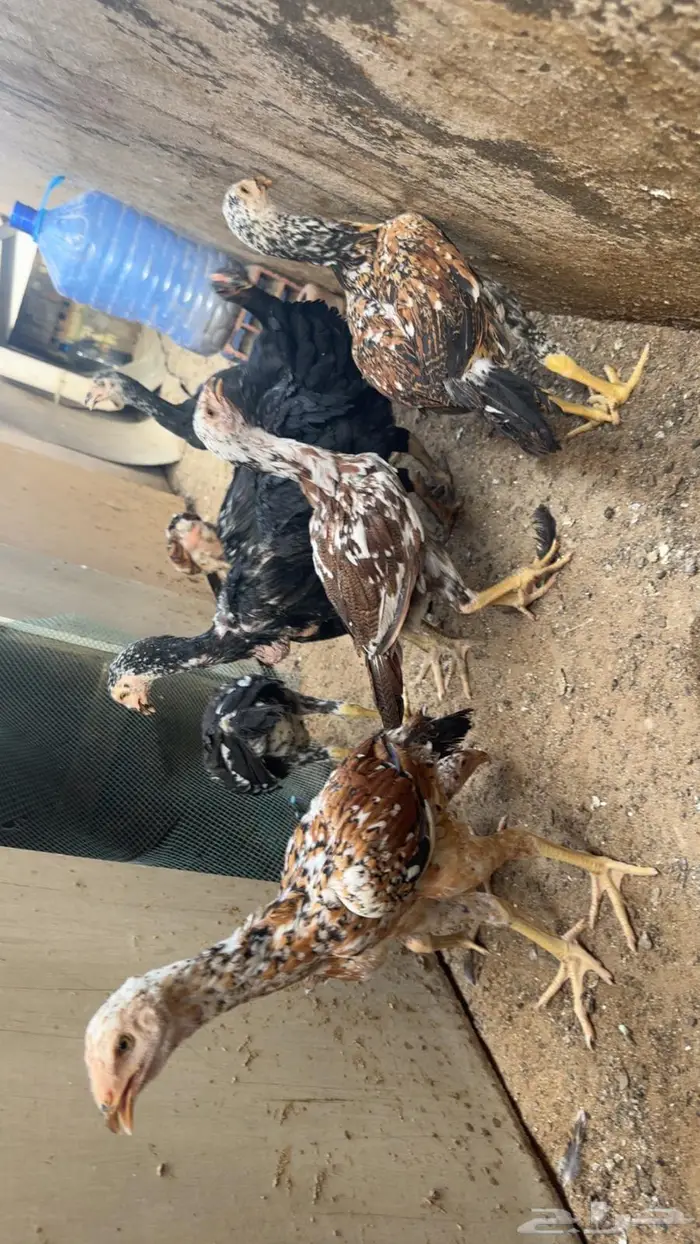 فروخ سنود صافيه 5