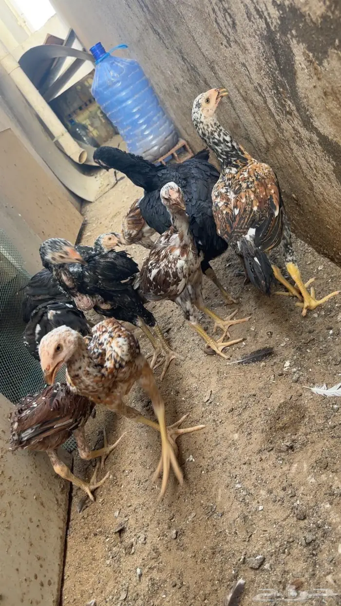 فروخ سنود صافيه 7