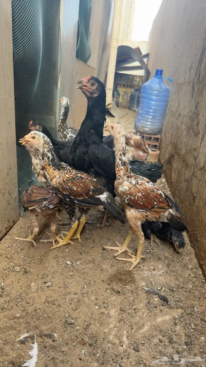 فروخ سنود صافيه 6