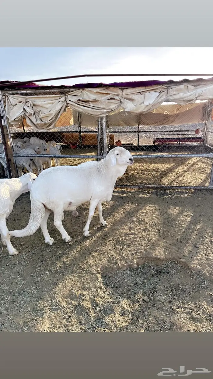 فحل سوكني مشروط اضراب على الكشف ونتاجه كفو 0