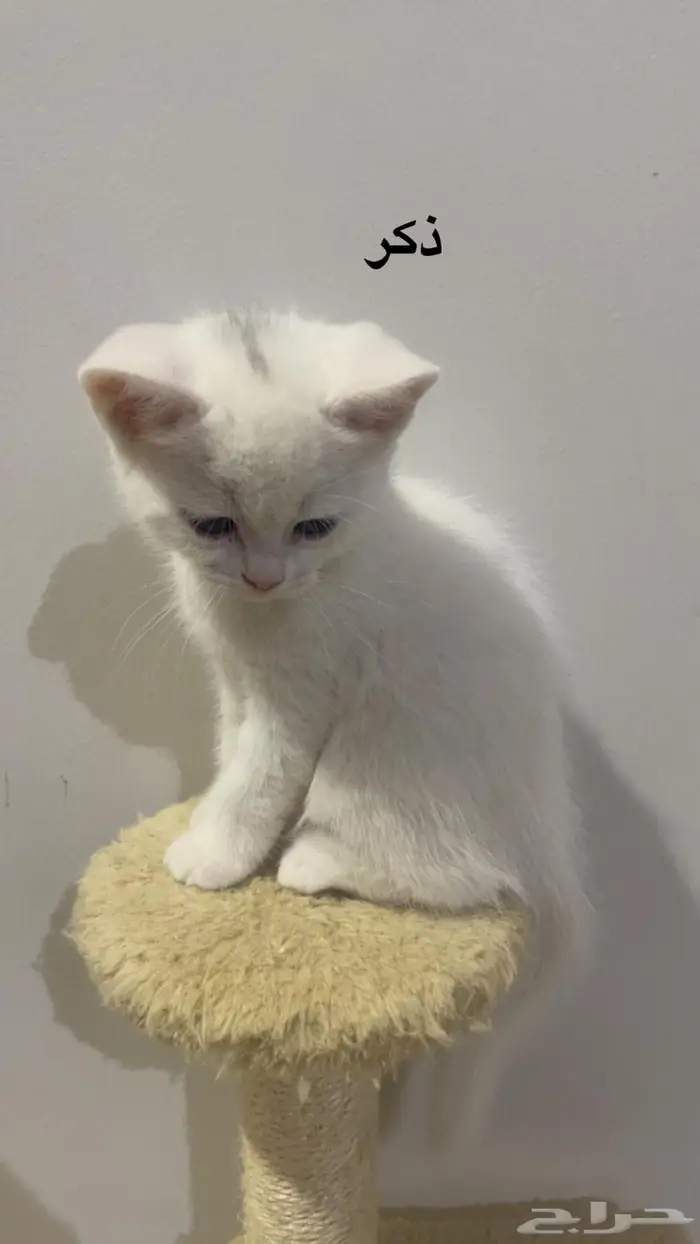 قطة صغيرة للبيع ( غير متوفر ) 5