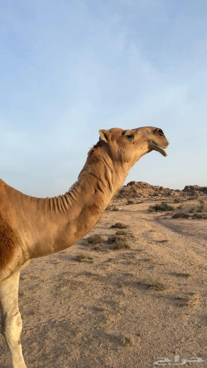 تم البيع 5