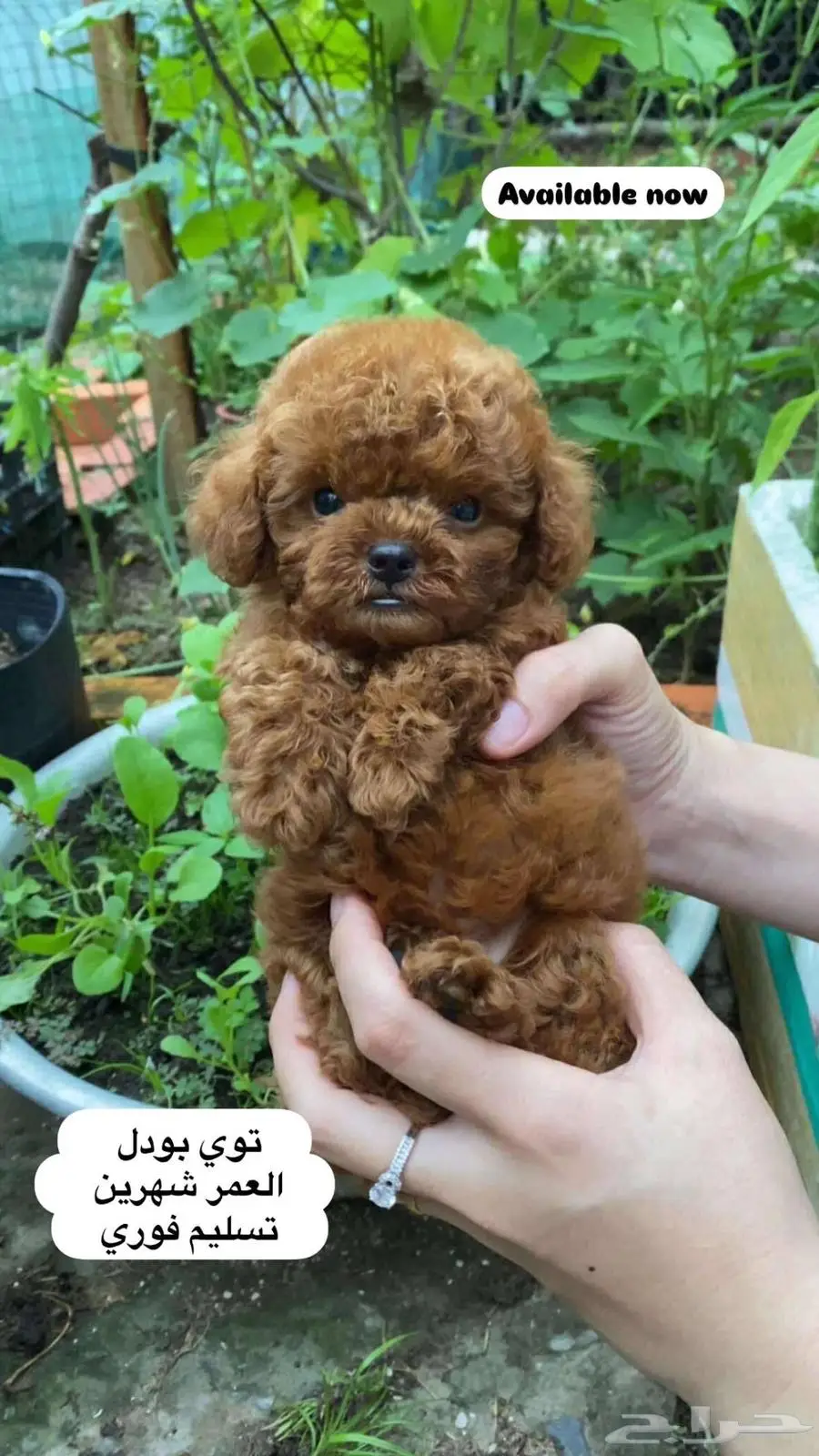 توي بودل toy poodle 0