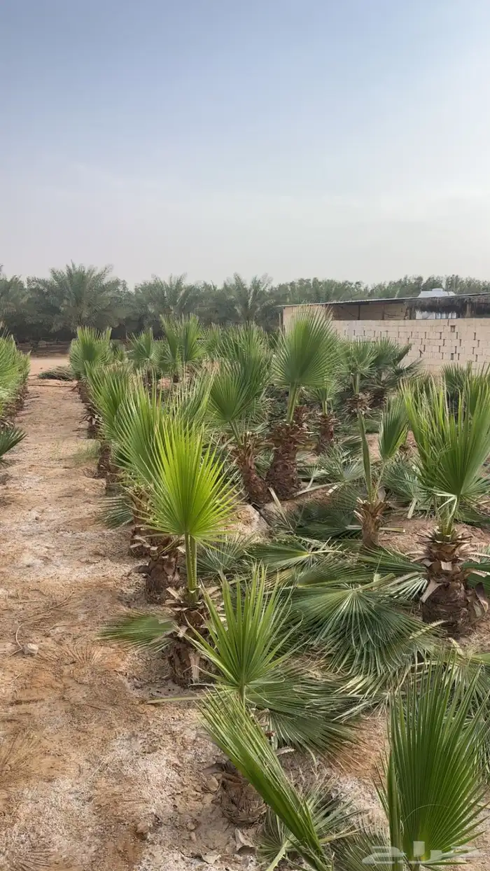 نخل وشنطي 2