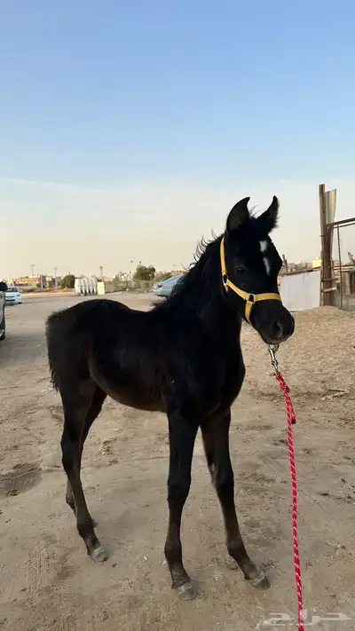مزاد هجر لبيع الخيل 2