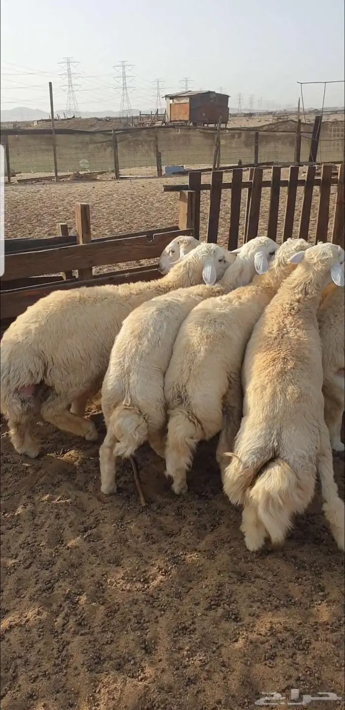 ذبايح كباشة البادية 0