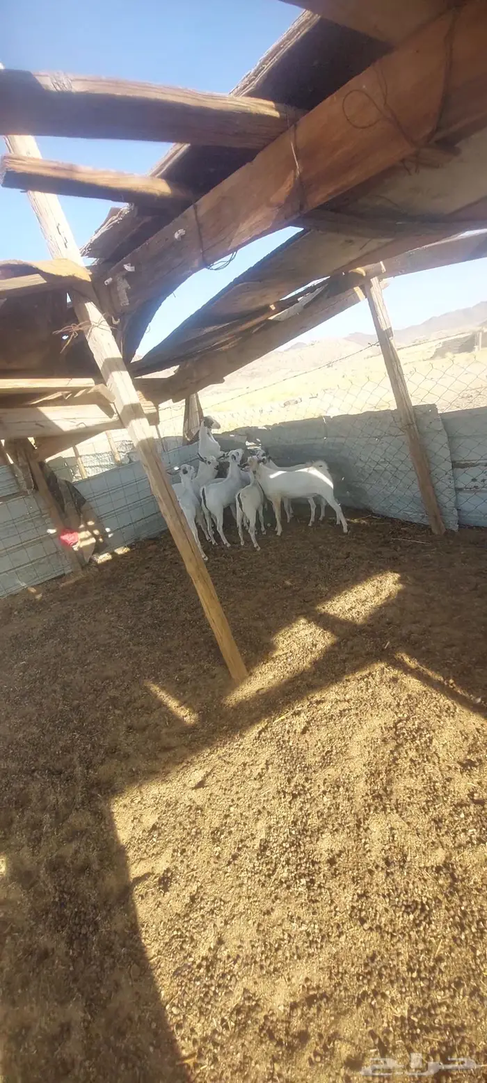 تيوس بيشيات. ثلاجة منادي 10