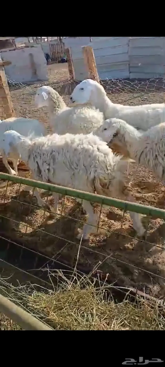 فحل مشروط لغنم رفيديه او حريه ورخال 6
