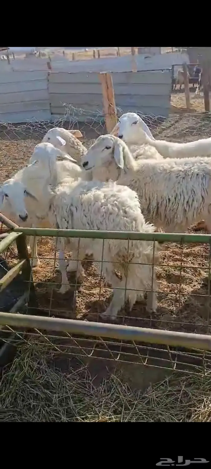 فحل مشروط لغنم رفيديه او حريه ورخال 4
