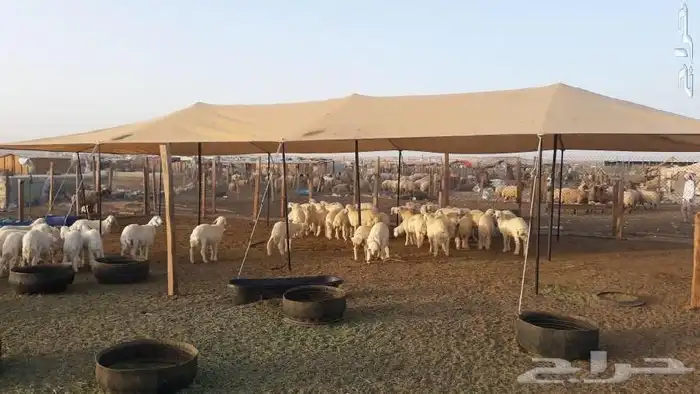 إطناب الإبل ومظلات الغنم والإبل والجميع الاوتاد 12