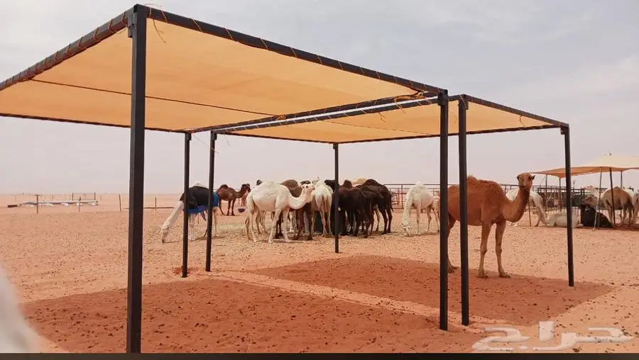مظلات ابل غرف خشب 3