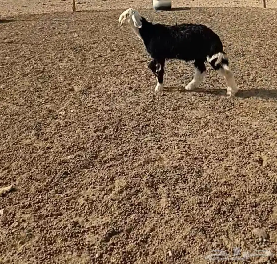 تم البيع 0