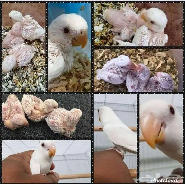 ثلاثه ذكور روز البينو صافي 0