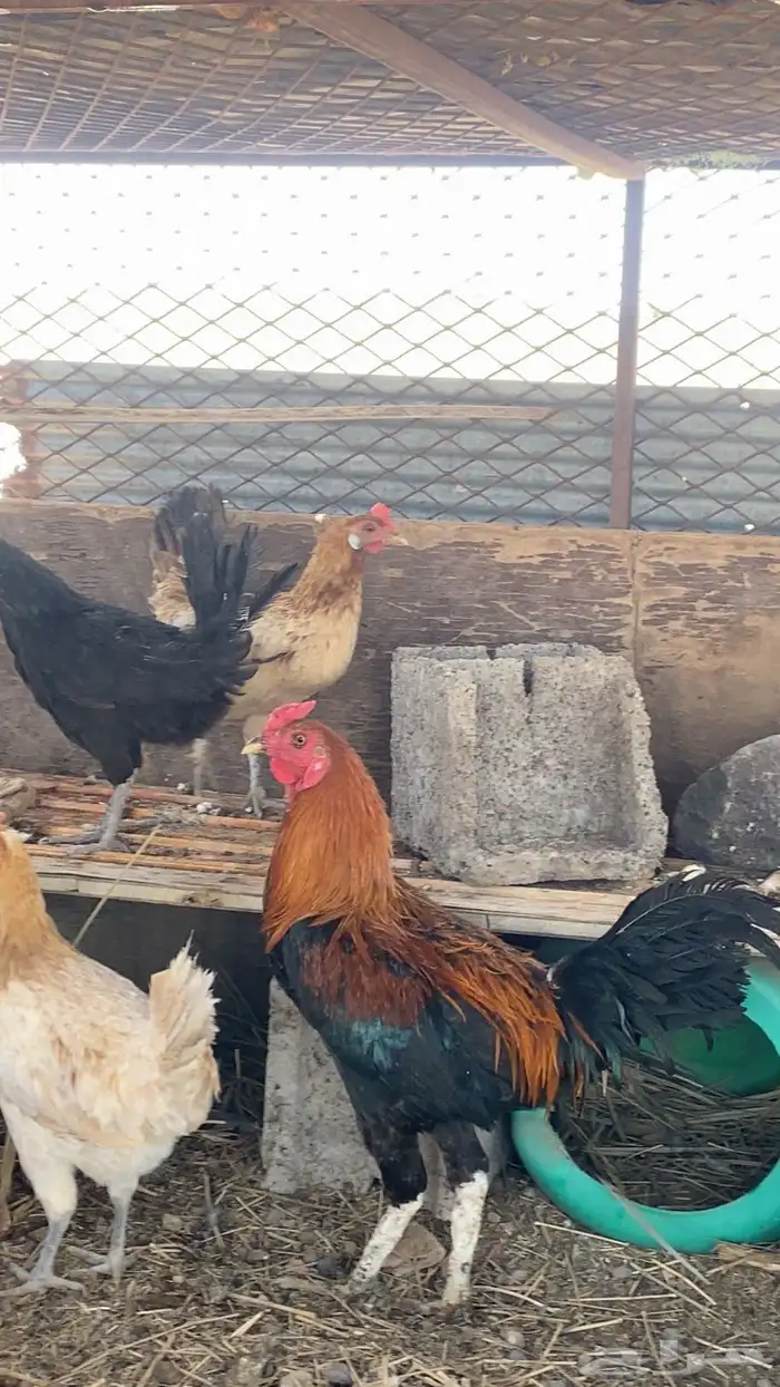 المهد   السورقية 2