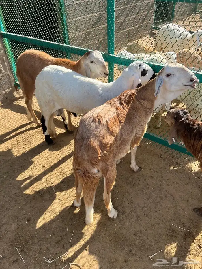 طليان سواكن 14