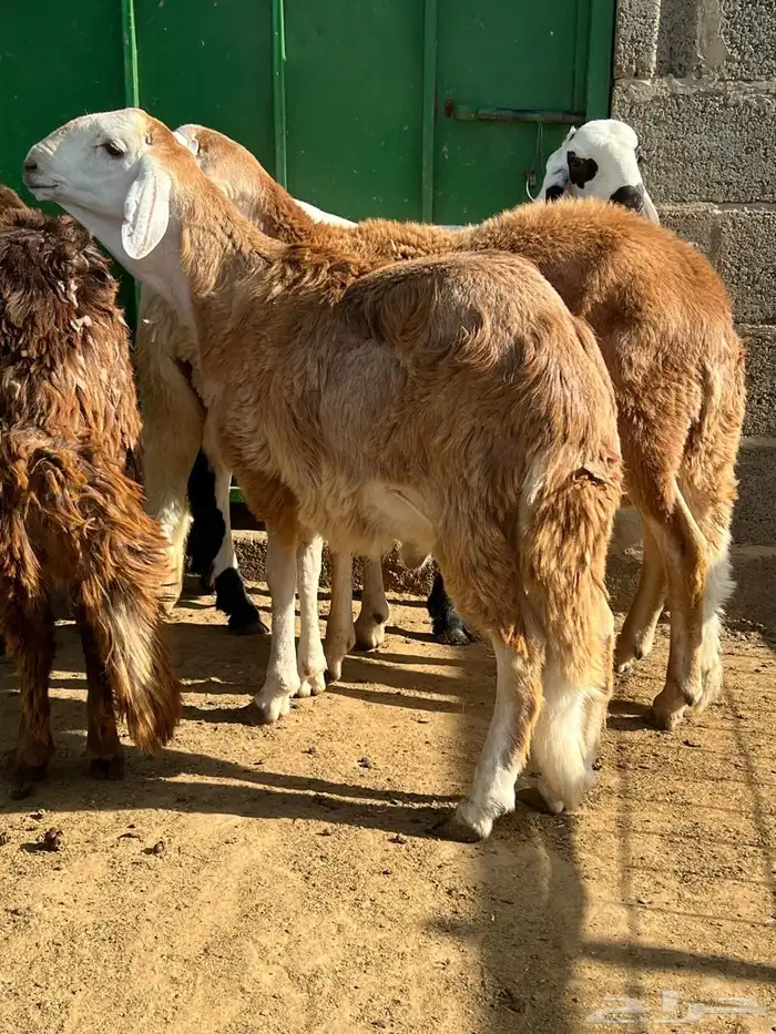 طليان سواكن 9