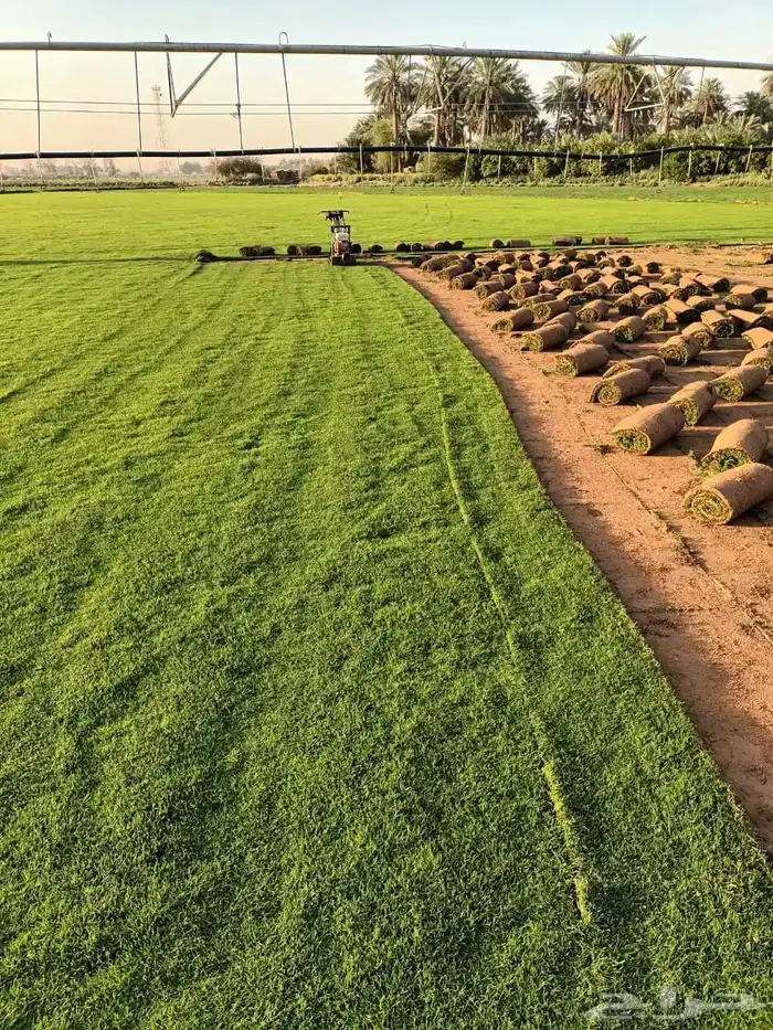 توريد وتركيب ثيل نظيف درجة اولى 1