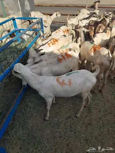 برابر وتيوس وسواكن للبيع في لندن جمله وتفريد 5