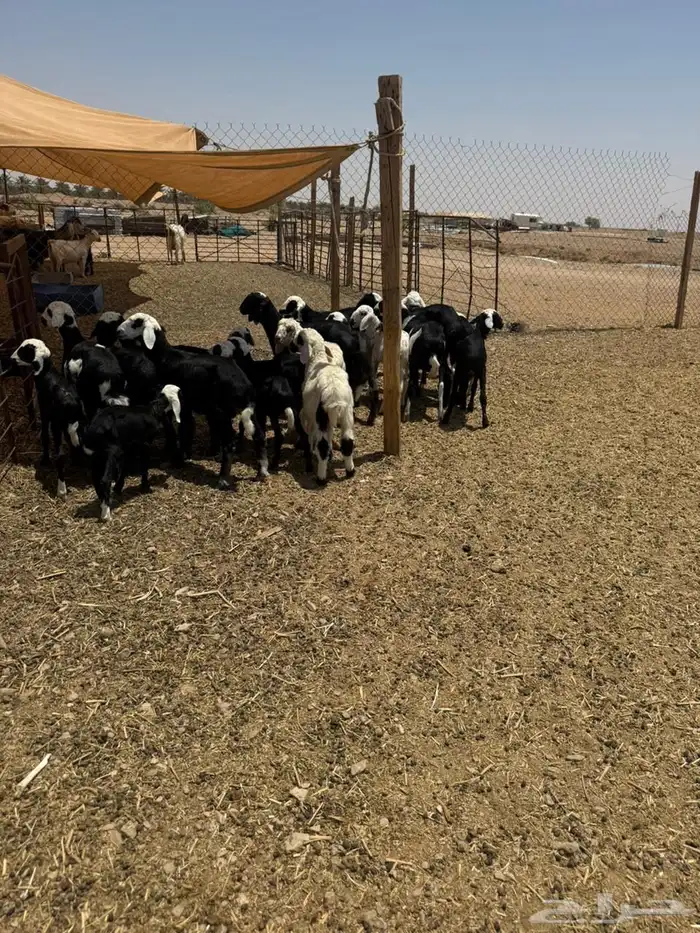 برابر 8