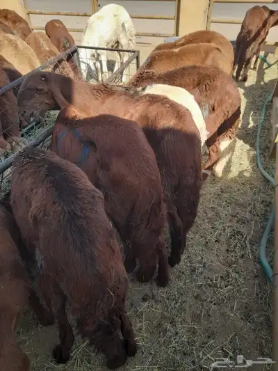 برابر وتيوس وسواكن للبيع في لندن جمله وتفريد 3