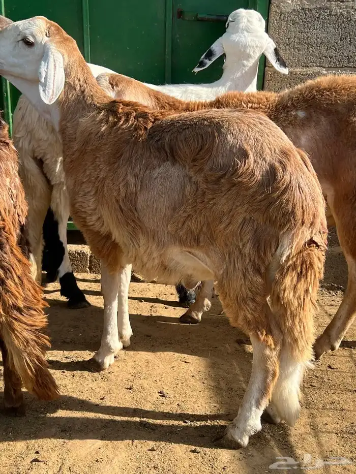 طليان سواكن 20