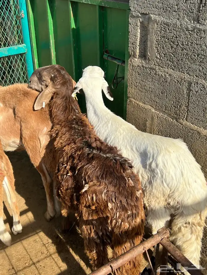 طليان سواكن 6