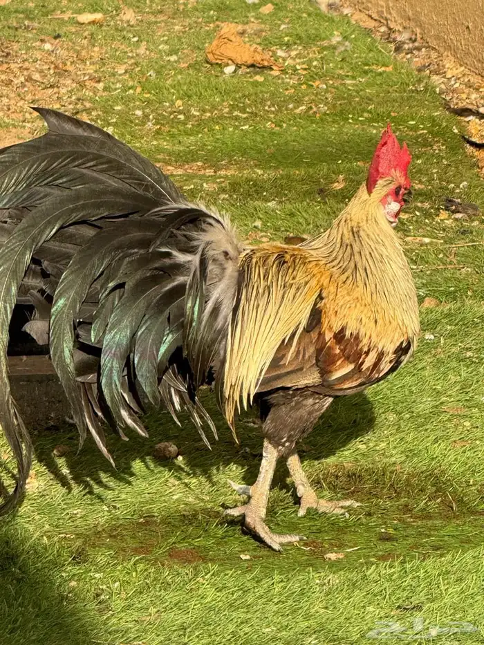 ديك فونكس اصل للبيع 0