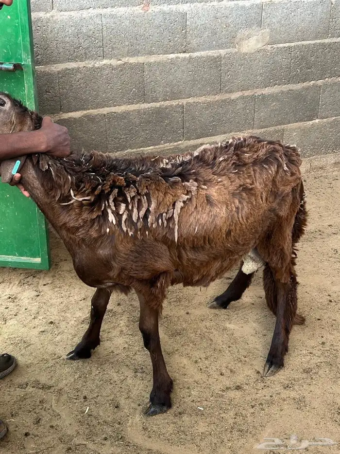 طليان سواكن 26