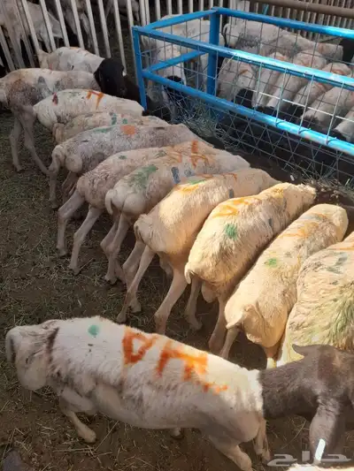 برابر وتيوس وسواكن للبيع في لندن جمله وتفريد 2