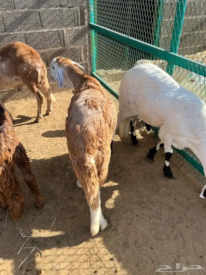 طليان سواكن 2