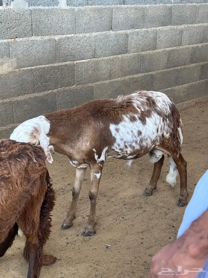 طليان سواكن 7