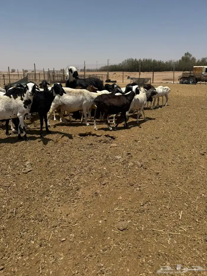 برابر 1