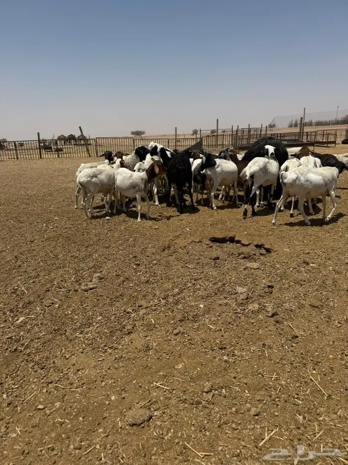 برابر 12
