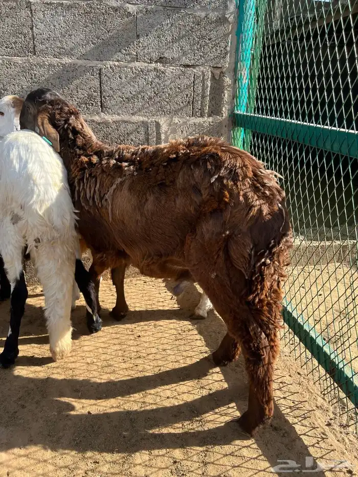 طليان سواكن 15