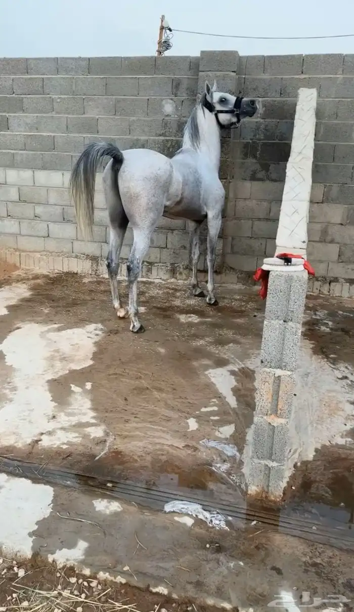 حصان واهو 0