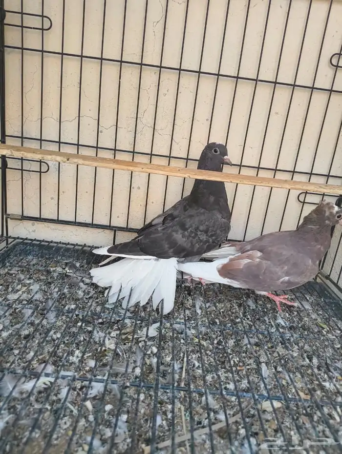 حمام قطايف 2