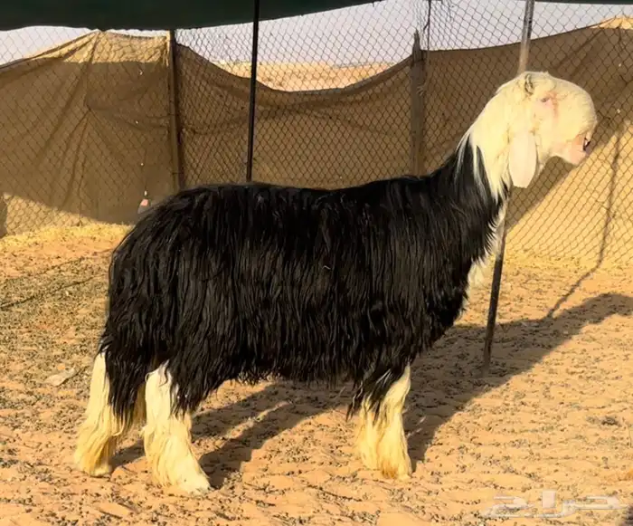 طلي نجدي خصم 2