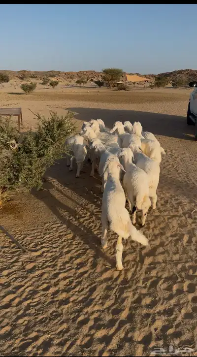 بهم حريات العدد 13 كله خرفان 0